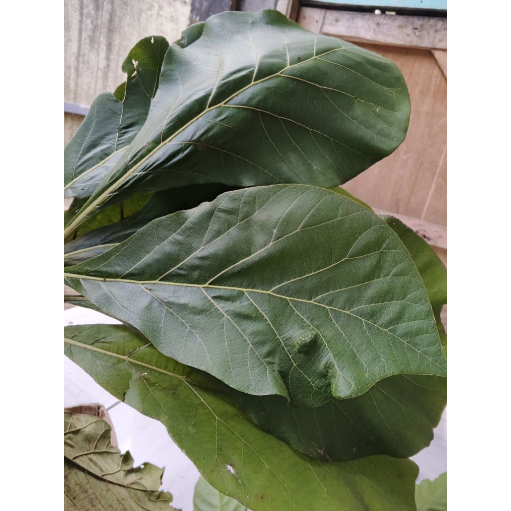 

daun jati per lembar
