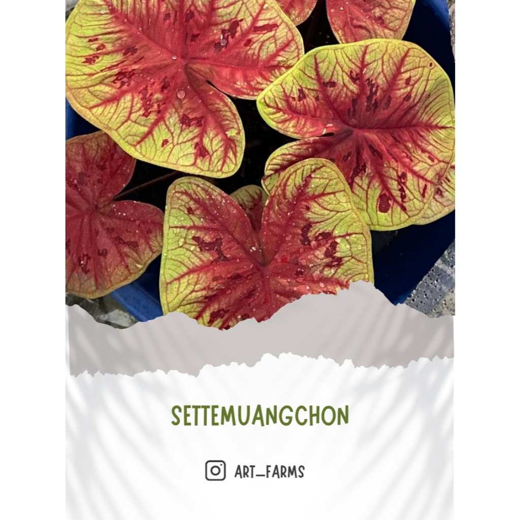 Caladium Settemuangchon/ Keladi Import Thailand