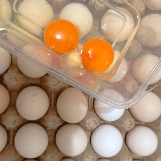 

TELOR OMEGA KAMPUNG 30 butir