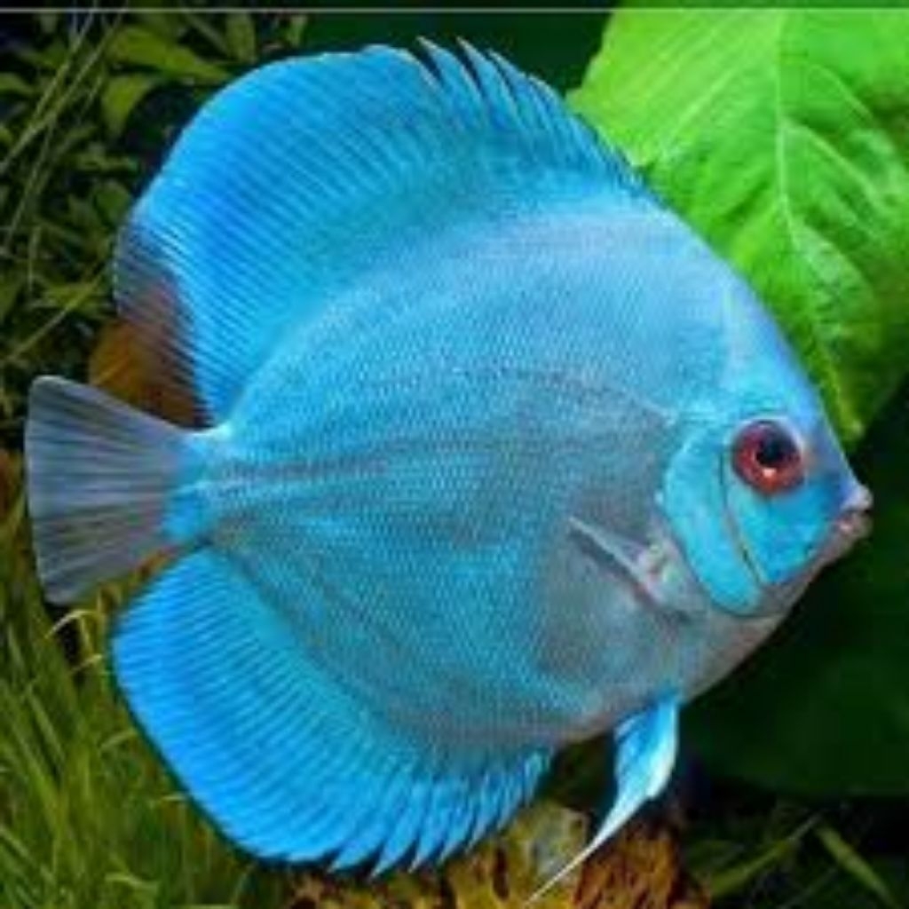 discus blue diamond hiasan aquarium