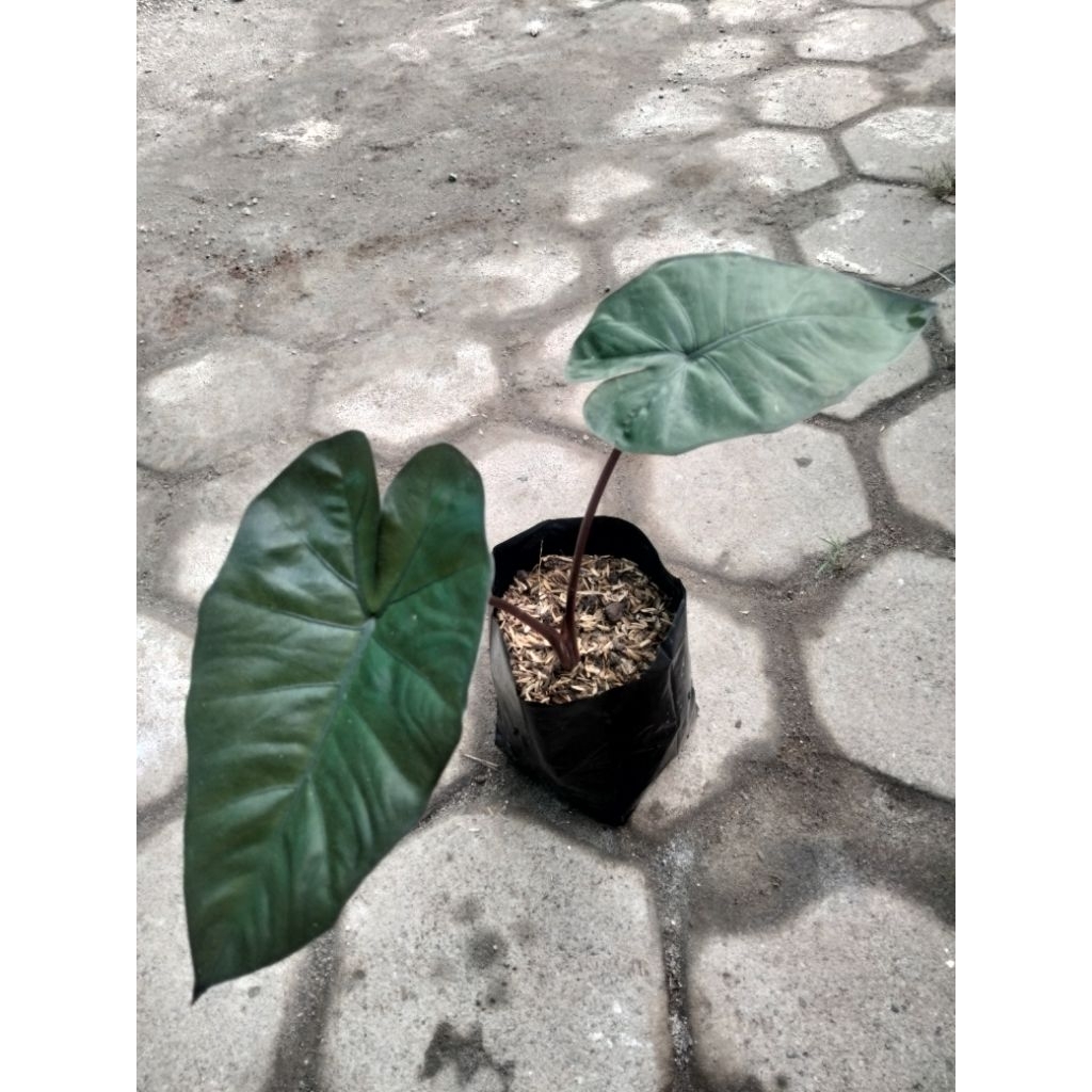 Tanaman sente hitam black sente