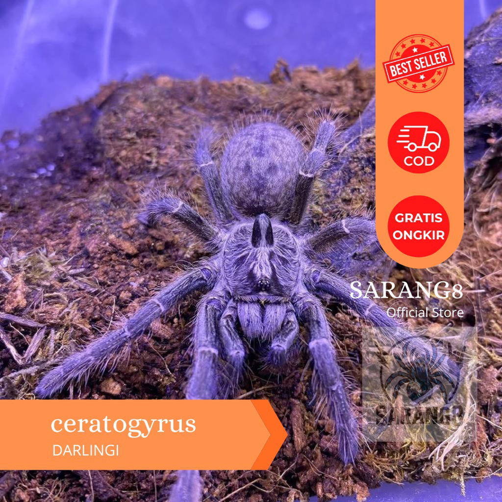 ceratogyrus darlingi sling tarantula aksesoris display