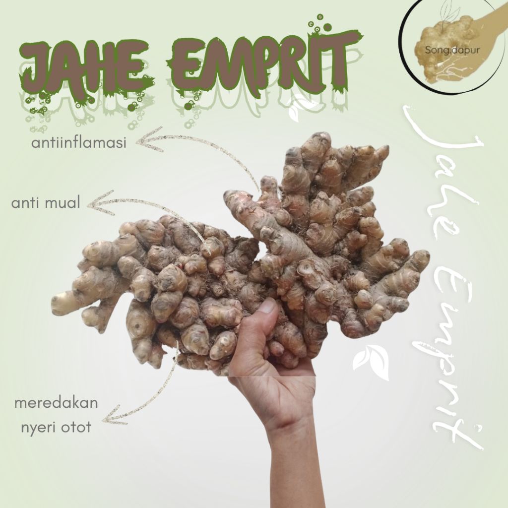 

JAHE/GINGER/ JAHE PUTIH/ JAHE EMPRIT
