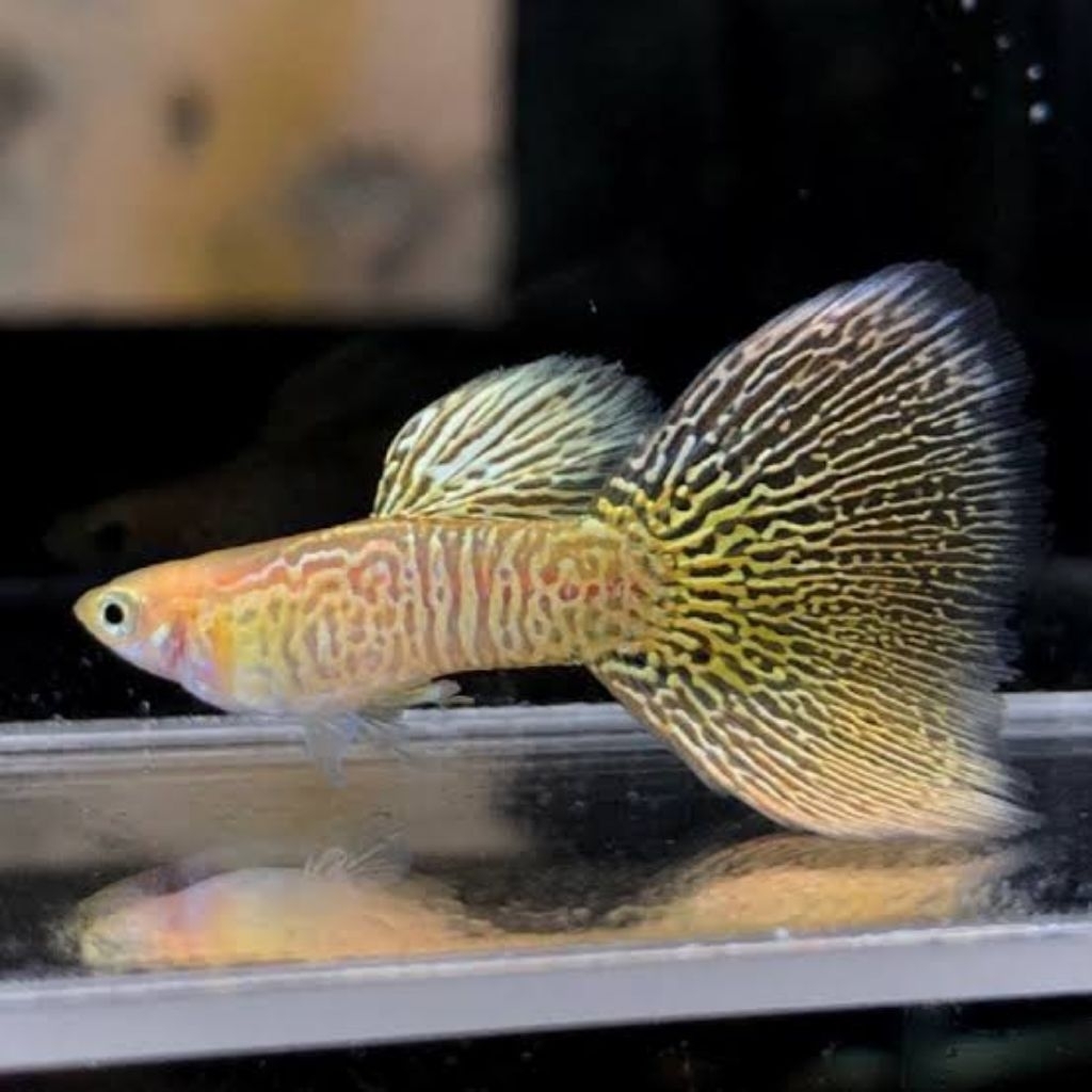 Sepasang Guppy blonde Yello Cobra (2 ekor)