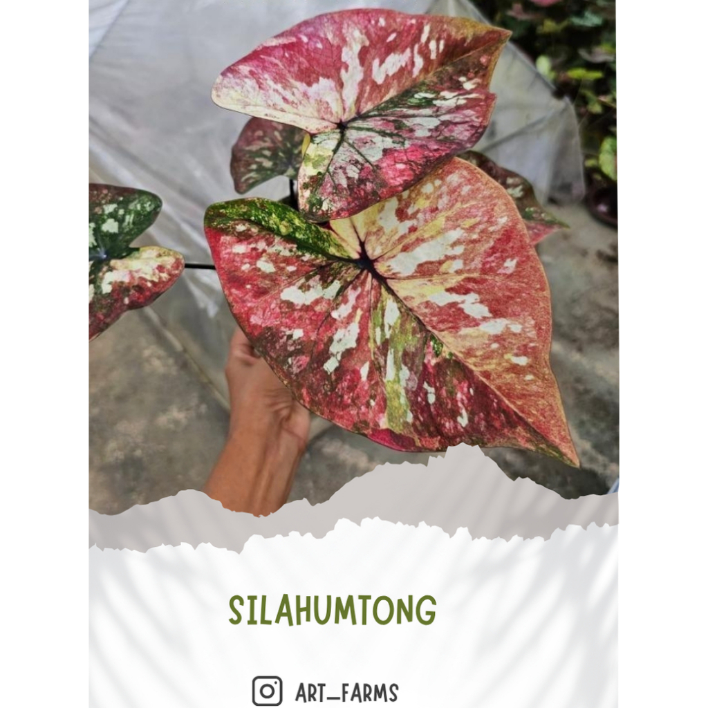 Caladium Silahumtong/Keladi Import Thailand