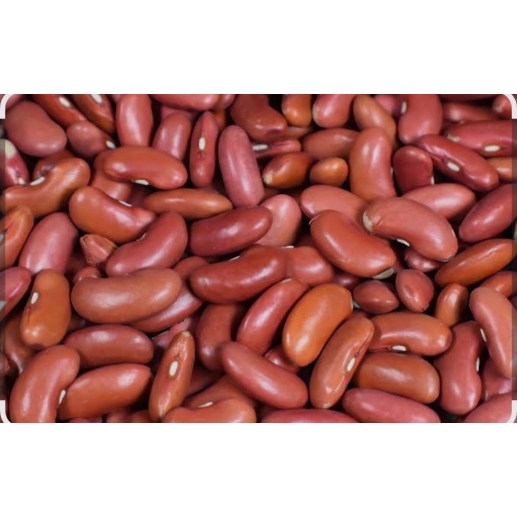 

kacang merah