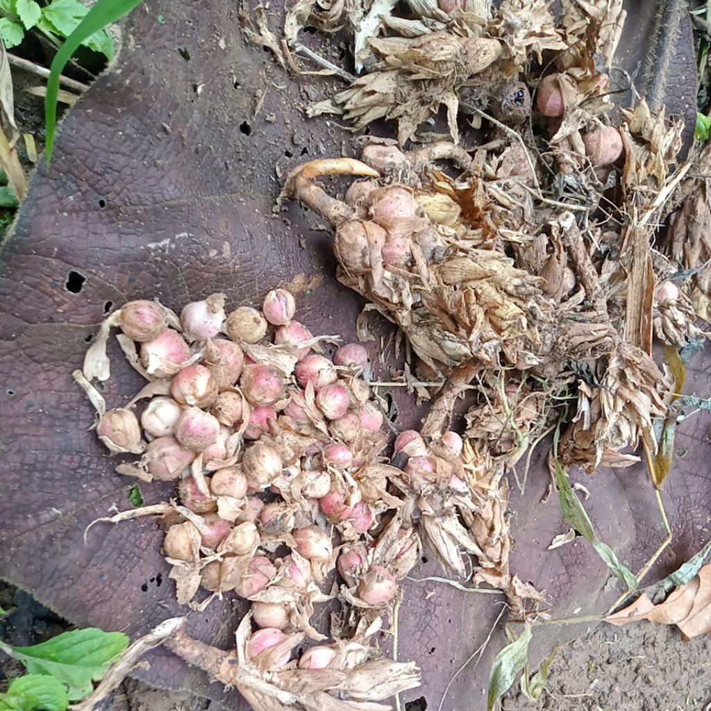 

buah kapulaga premium 100gr