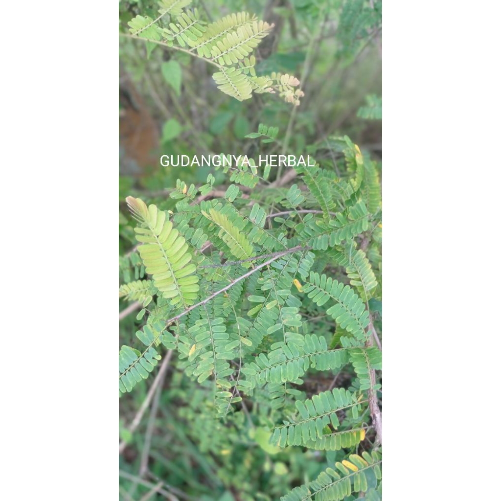 

Daun Malaka hijau 500gram