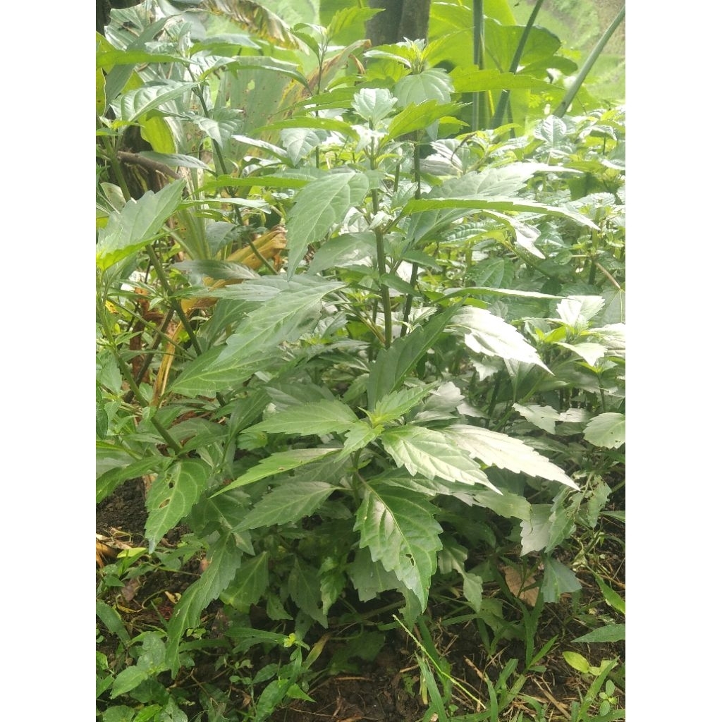 

daun kumbis kucing basahh