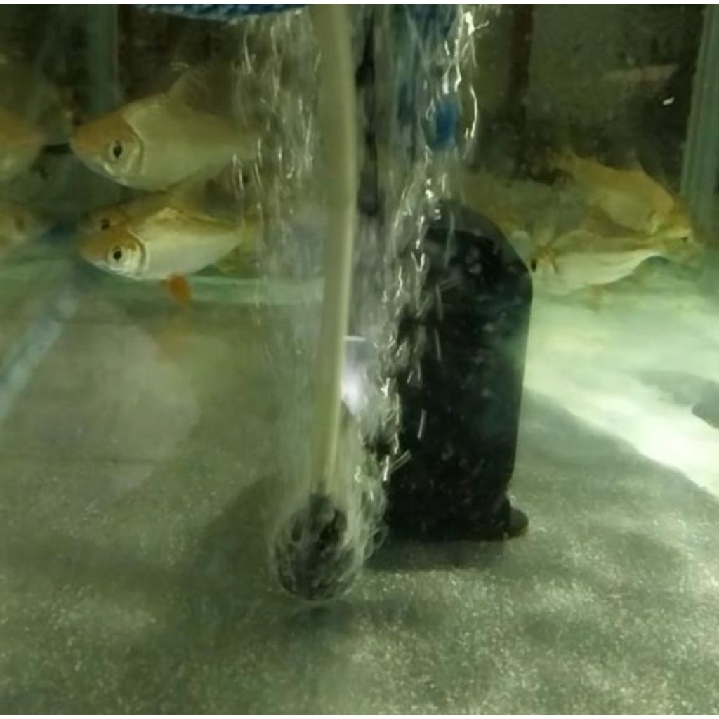 Red Feifeng American Flagtail