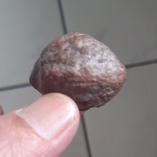 Kemiri Adu Muncang Adu Yanti Denpom JR Pasangan Mewah