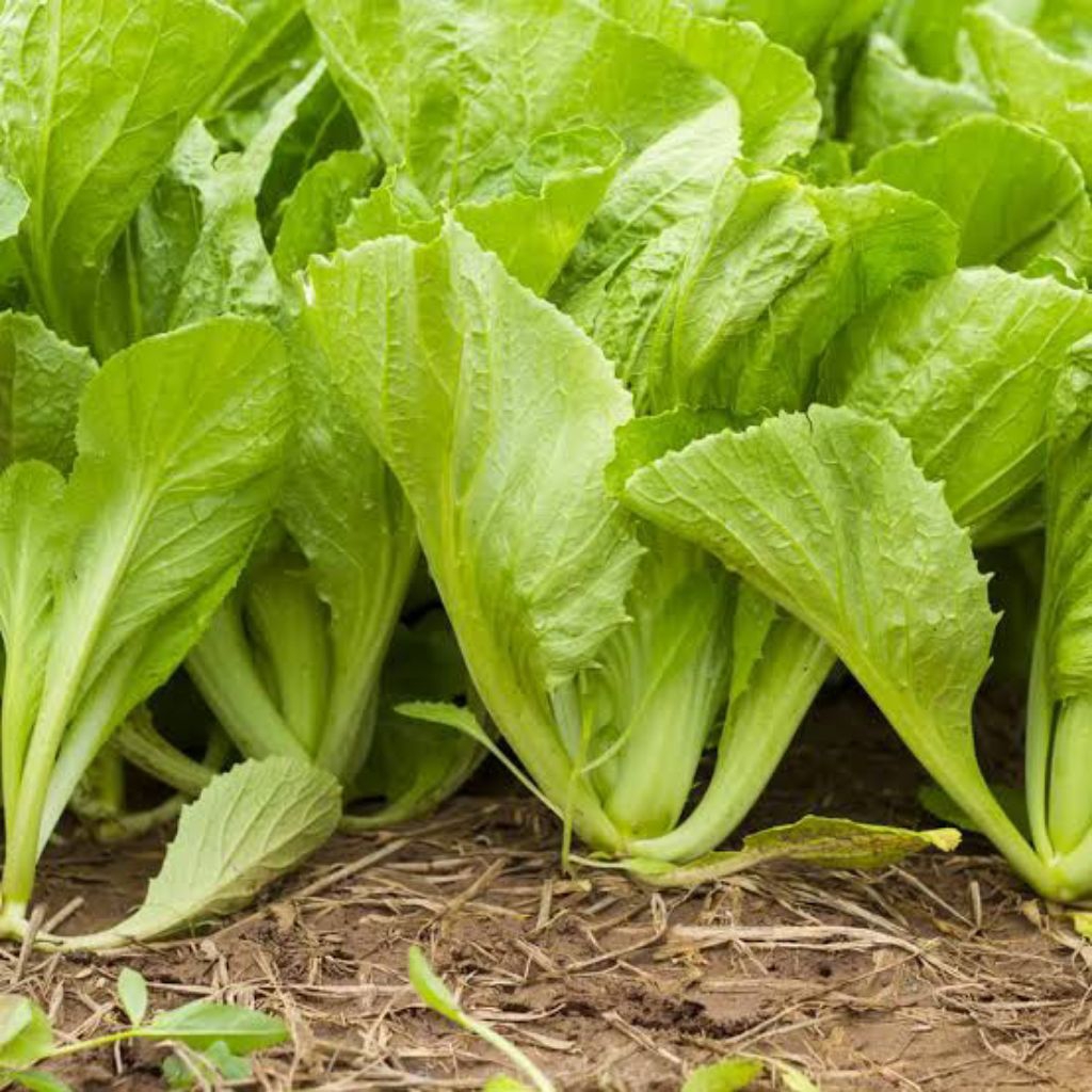 bibit sayur sawi/benih sawi/benih sayuran murah