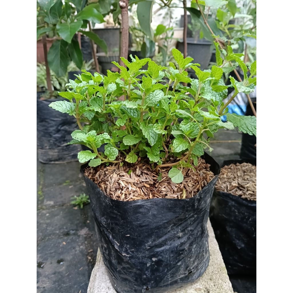 

Daun Mint (1 polibag/rumpun)