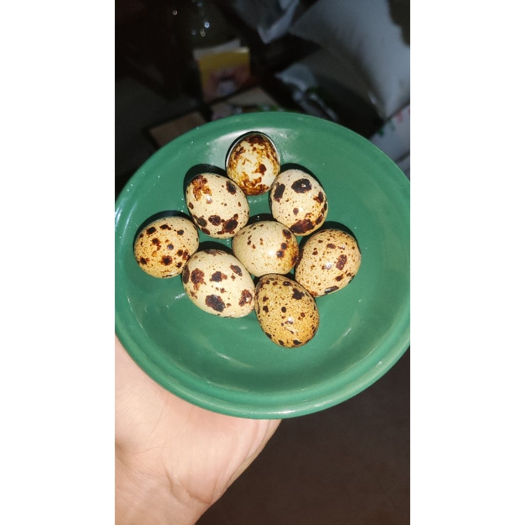 

telur puyuh matang isi 25 butir