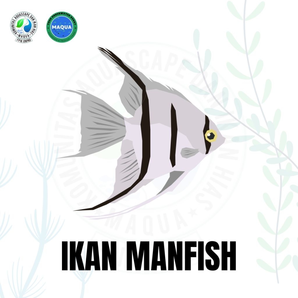 Ikan Manfish aquarium Hias Mainan