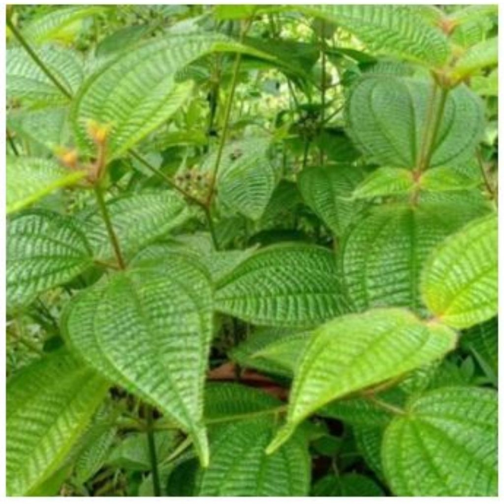 

Daun Harendong segar bulu 100lembar