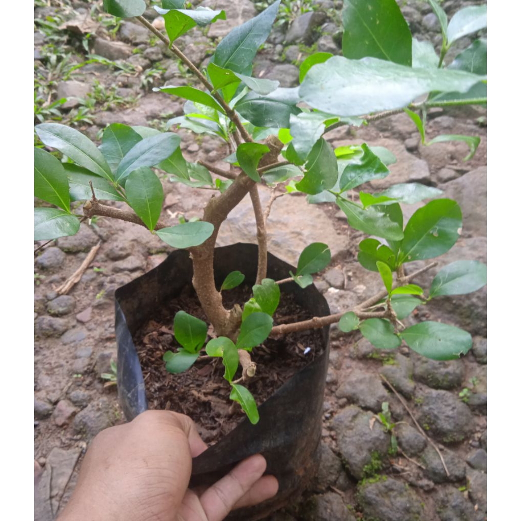 Bonsai sianci bibit bahan bonsai sianci