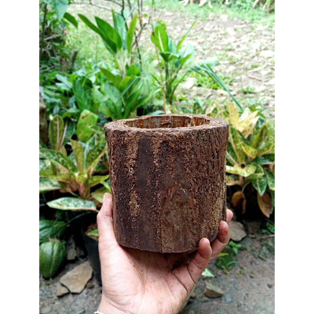 Pot dari batang pakis