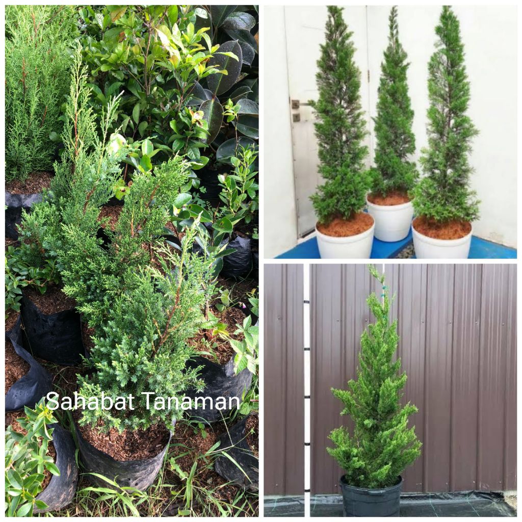 Tanaman Hias Cemara Pua pua Papua, tanduk rusa