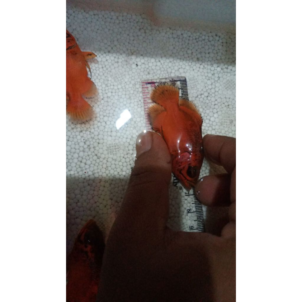 Oscar tembaga Red coper dan kuning gred A