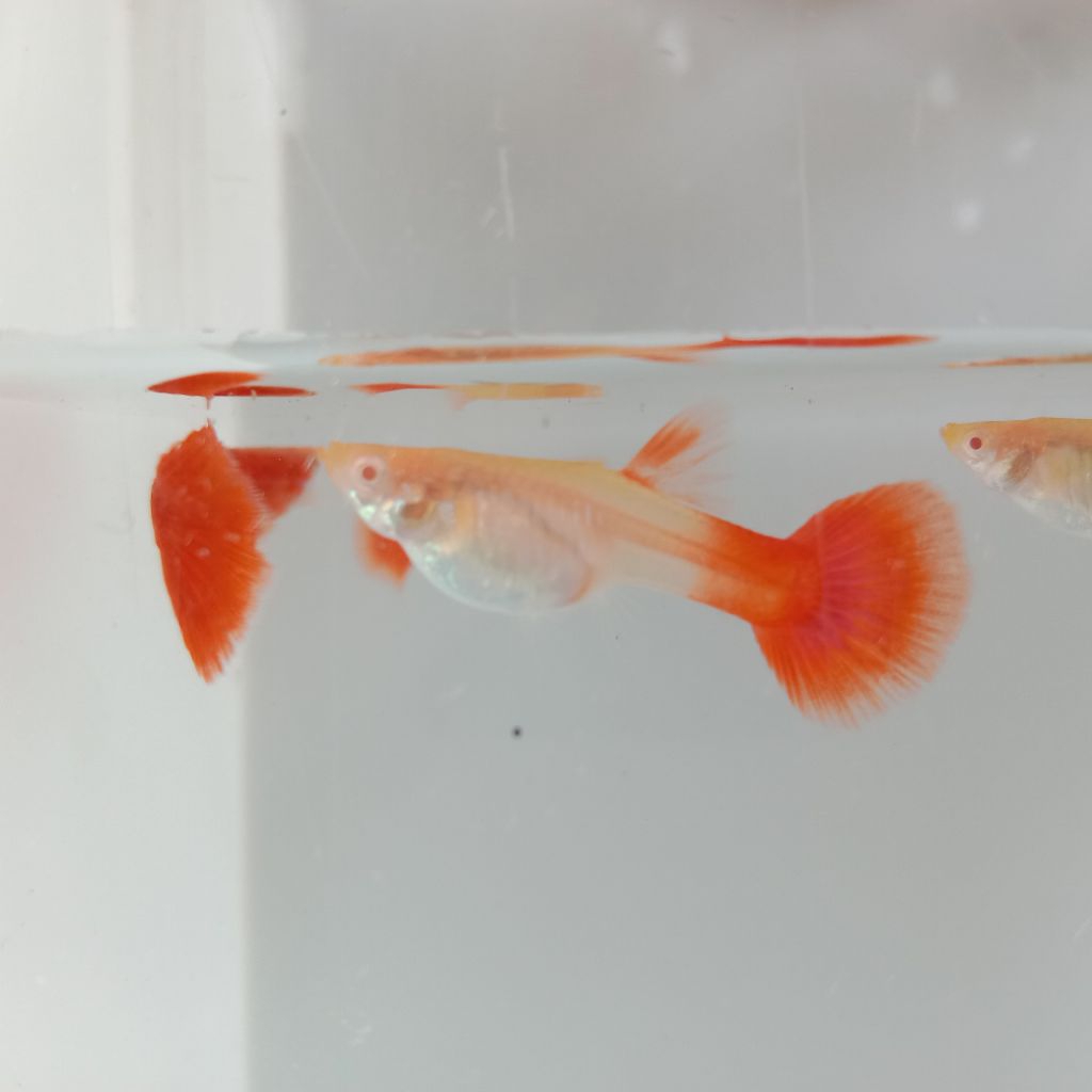 

STICKER ISI GUPPY AFR REMAJA