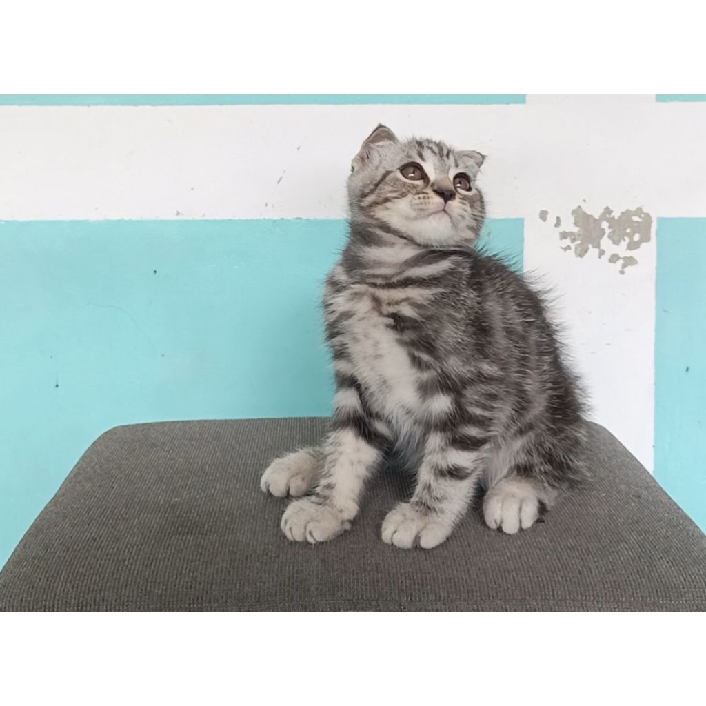 Kucing Scottish Fold