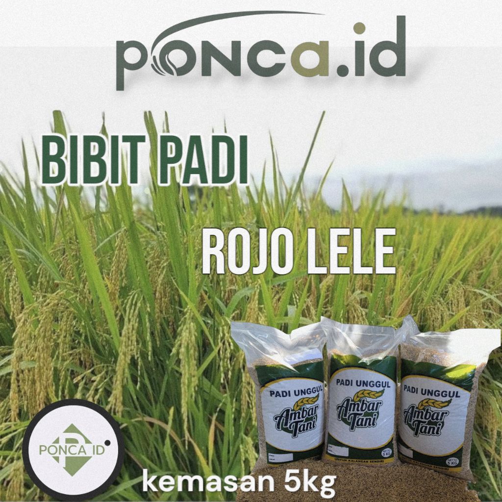 benih padi rojo lele 5kg
