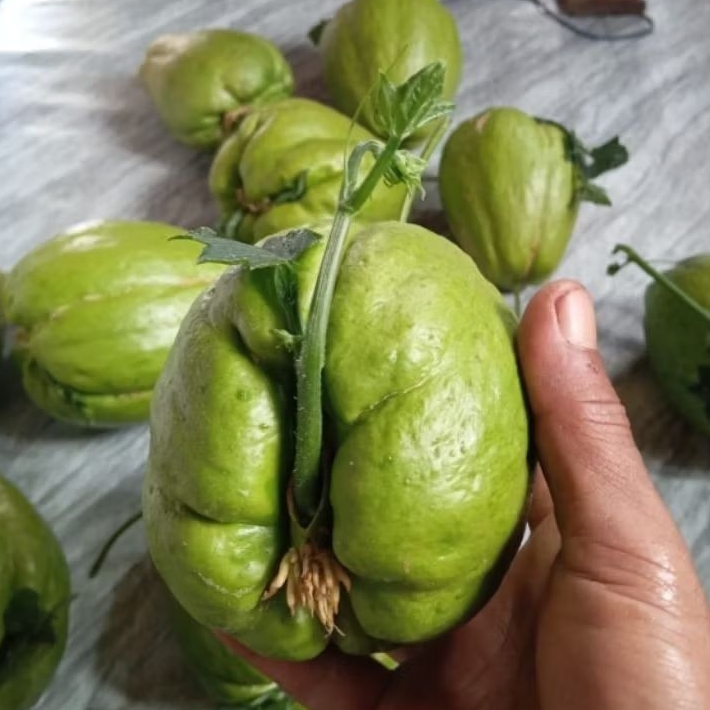 

Bibit Labu Siam Acar Asli Siap Tanam(Bukan Asal Bibit)