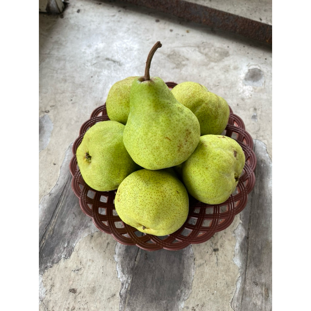 

buahfreshku - pear packham 1 kg