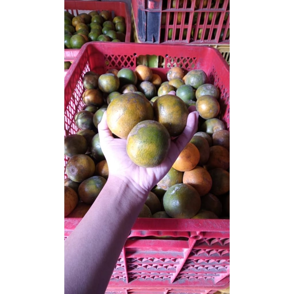 

JERUK SIEM MANIS HASIL PANEN KEBUN SENDIRI | JERUK SIEM MALANG | JERUK SIAM MADU | 1KG