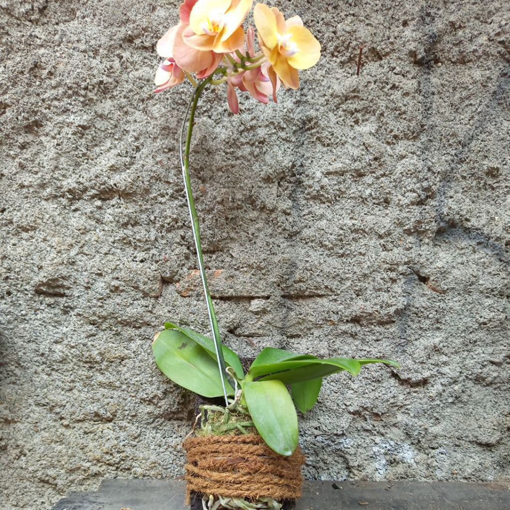 angbul mekar knop+papan pakis siap tempel 1pcs