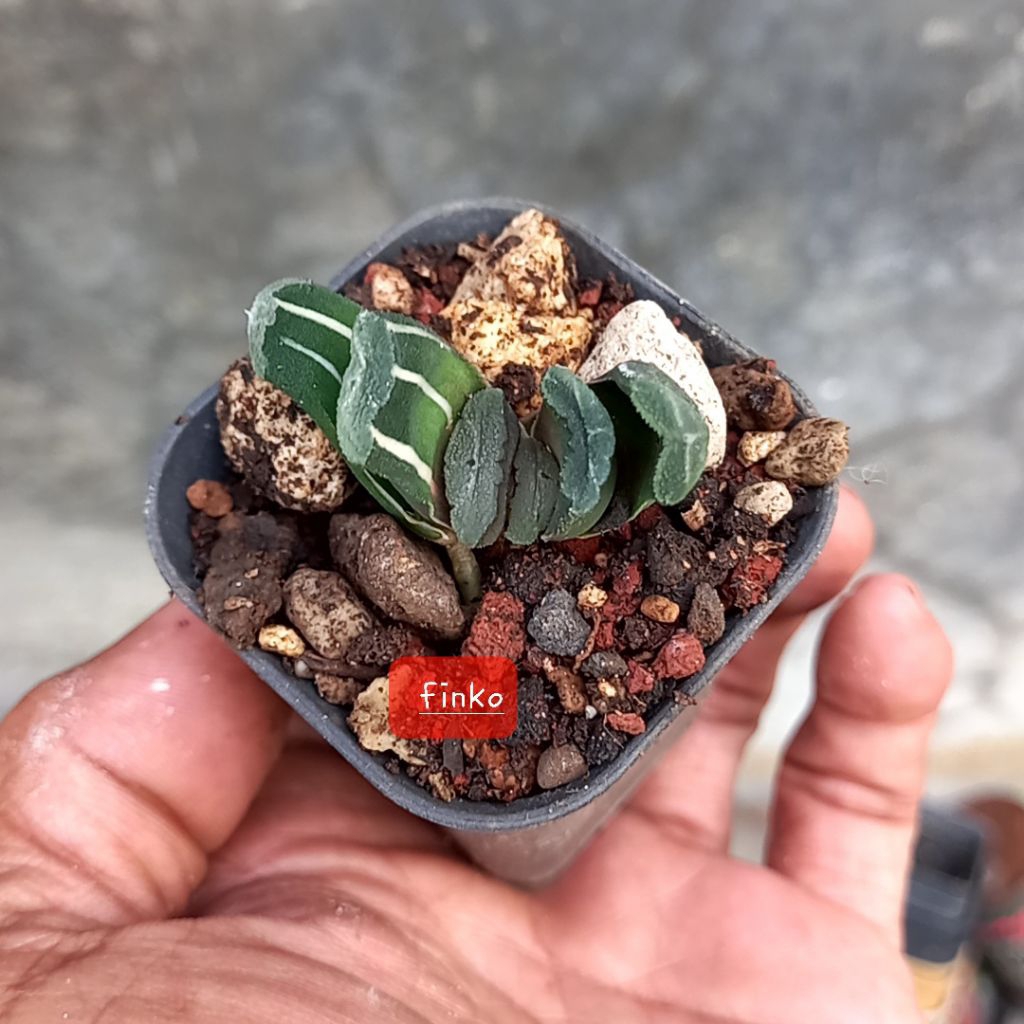 haworthia truncata variegata