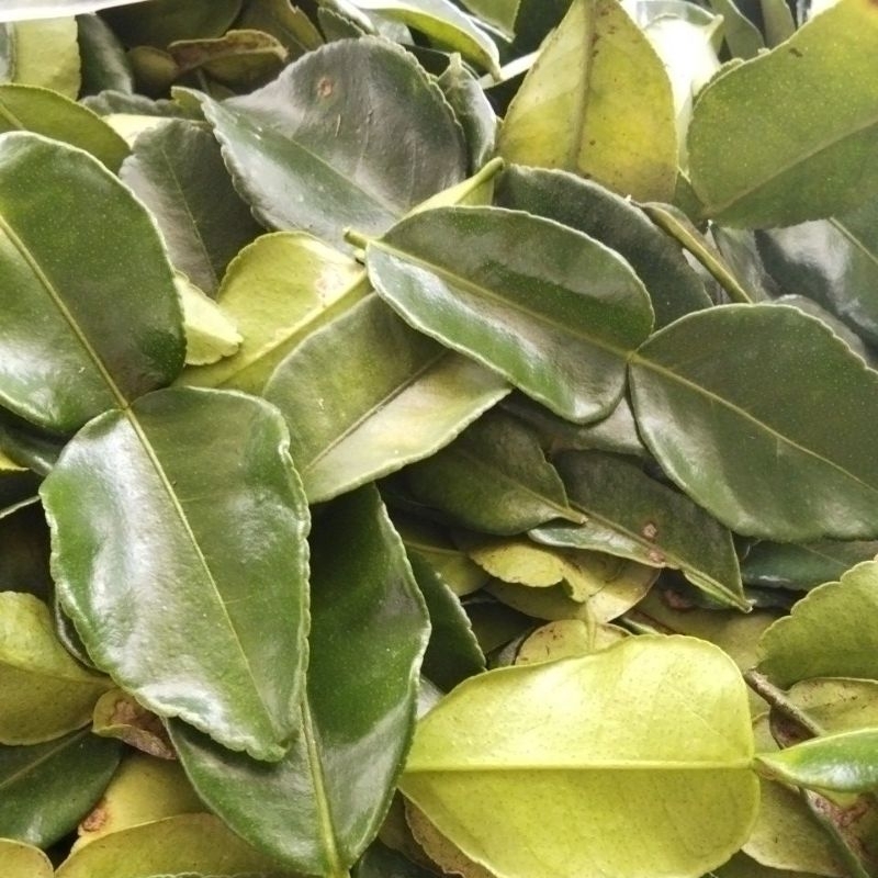 

Daun Jeruk Purut Fresh 1 Kg