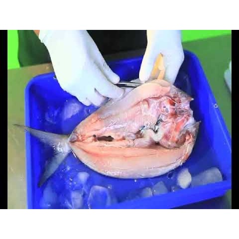 

BANDENG BELAH CABUT DURI / BERSIH DURI 200 - 250 GR / EKOR