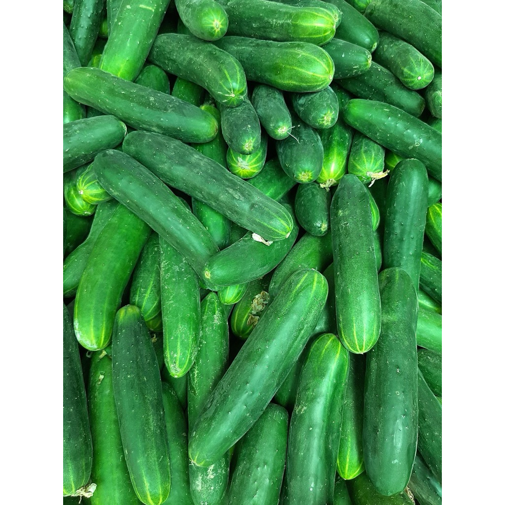 

Timun hijau / Timun jepang