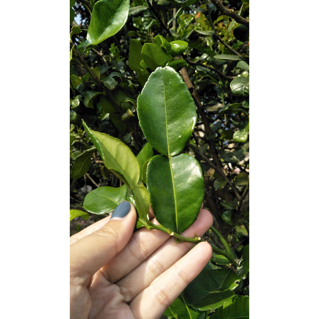 

Daun Jeruk Masak/Daun Jeruk Angka 8/ Tanaman Daun Jeruk Bumbu Masak/Daun Jeruk Wangi/Citrus hystrix