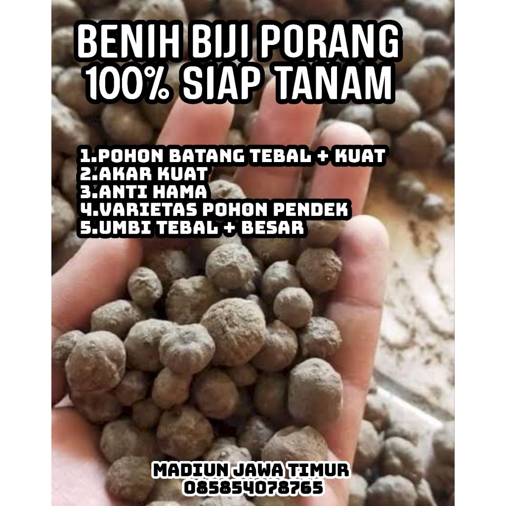 BIJI BENIH PORANG BERKWALITAS 100% SIAP TANAM