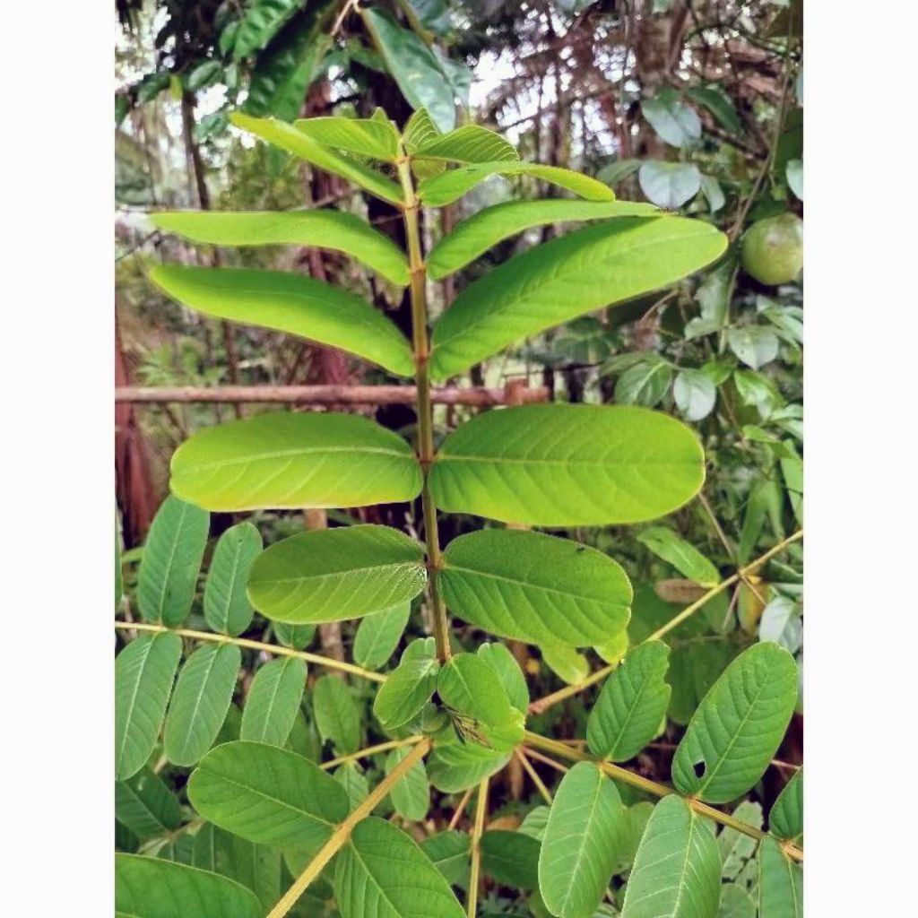 

Daun Ketepeng cina 250gram Daun kimanila