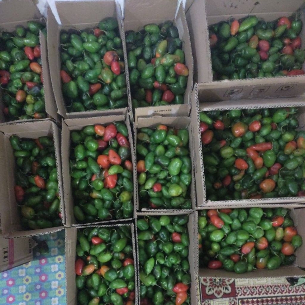 

cabe gendot paket 3kg