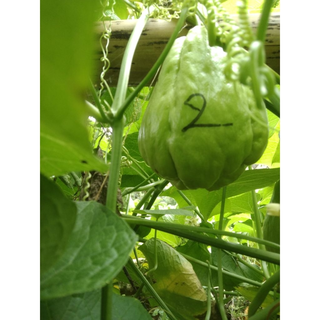 

bibit labu Siem jumbo