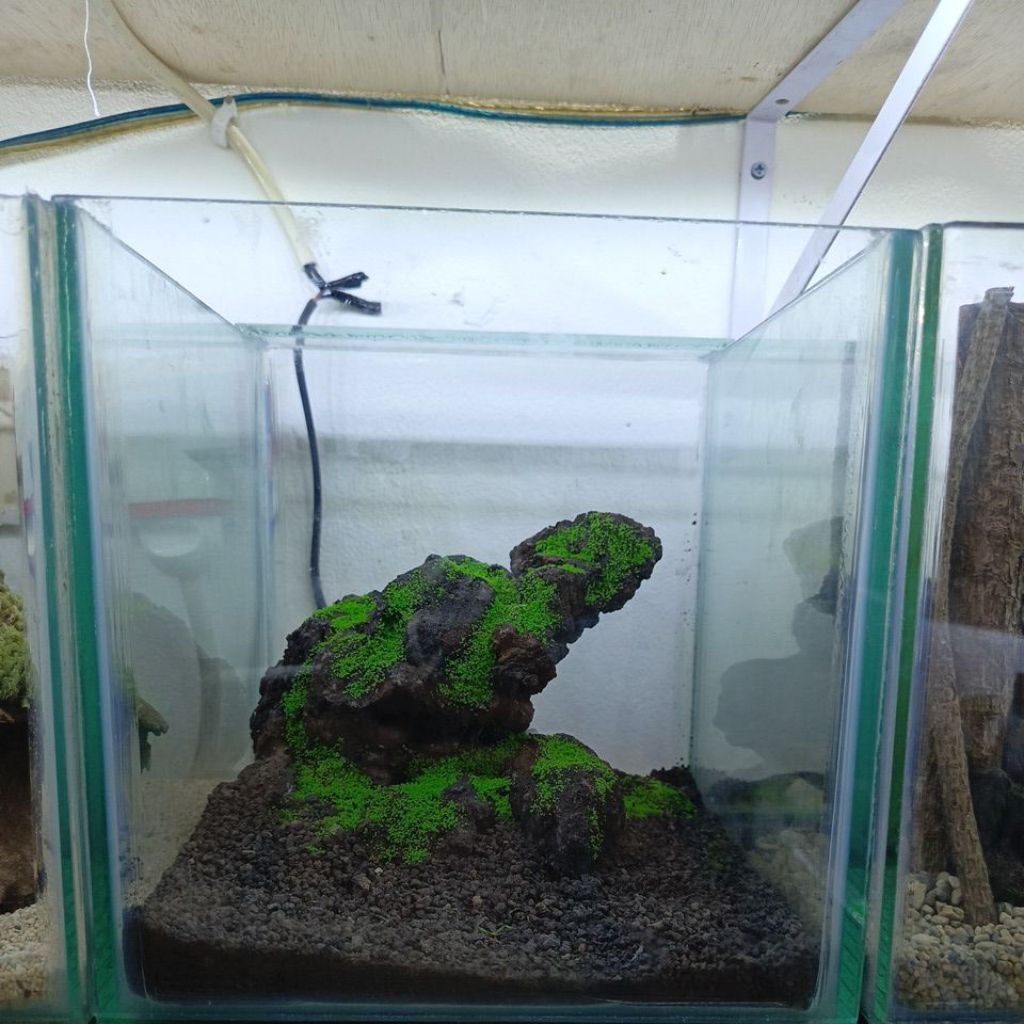 aquascape murah tema iwagumi size 20x20x20 cm fullset lampu dan filter