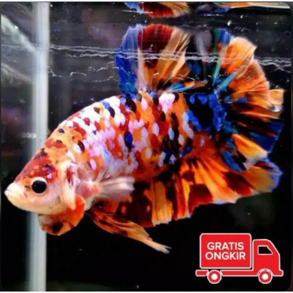 cupang nemo multy galaxy, galak, warna bagus, istimewa