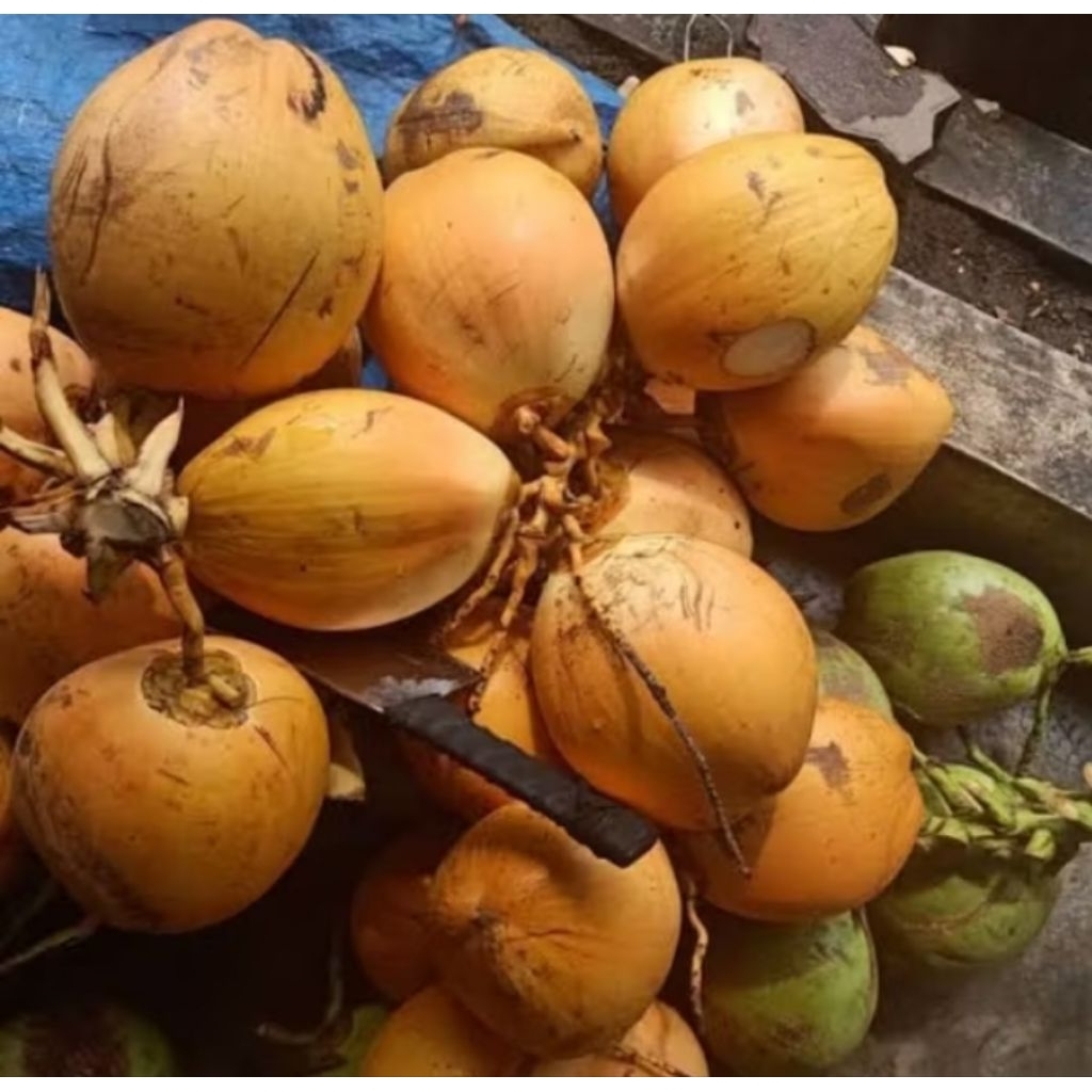 

kelapa gading kuning 1 buah banyak kasiatnya