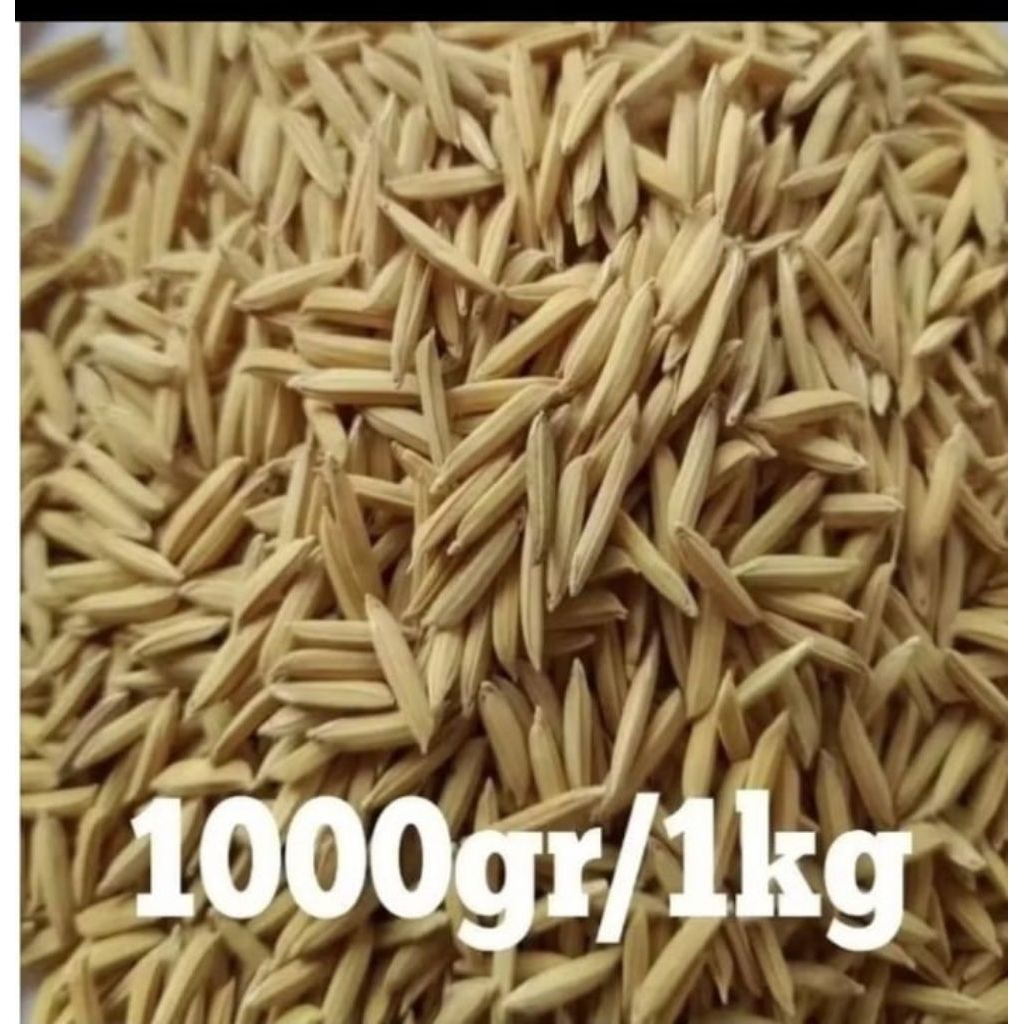 BIBIT BENIH PADI BASMATI UK 1KG