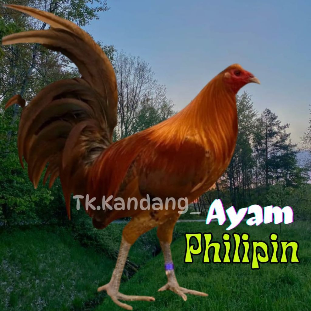 

telur ayam philipin asli petarung bisa untuk di tetaskan