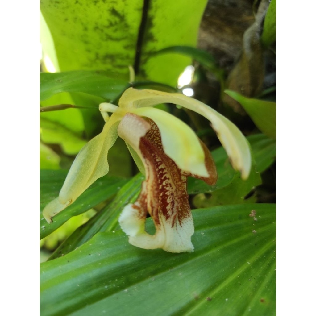 Anggrek coelogyne spesiosa