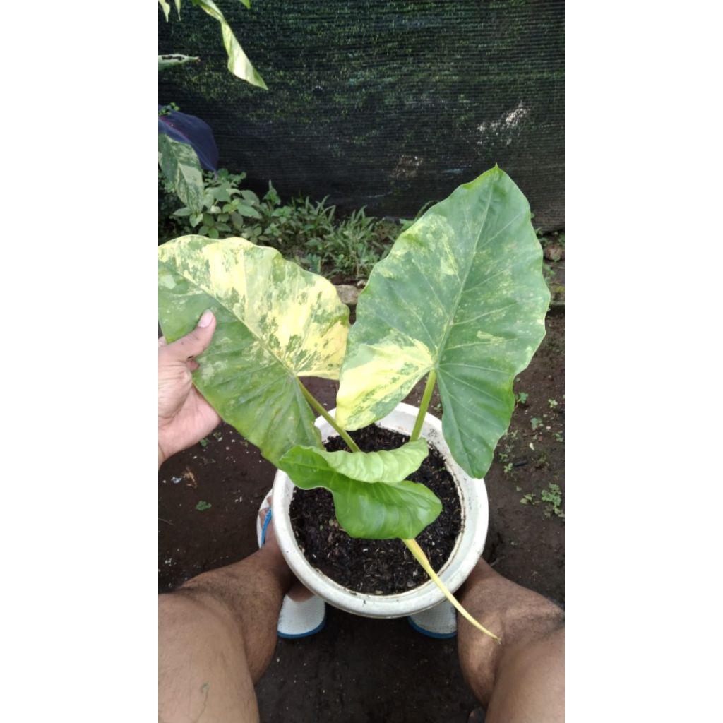 Alocasia Varigata kuning ( Alba)