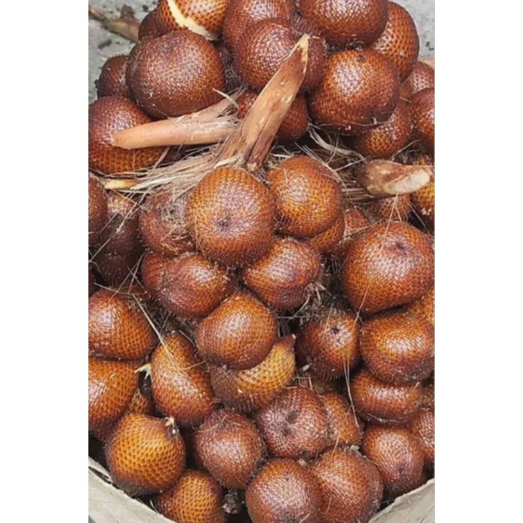 

SALAK GULA PASIR ASLI BALI // SALAK GULA // MANIS // 1 kg // TERLARIS