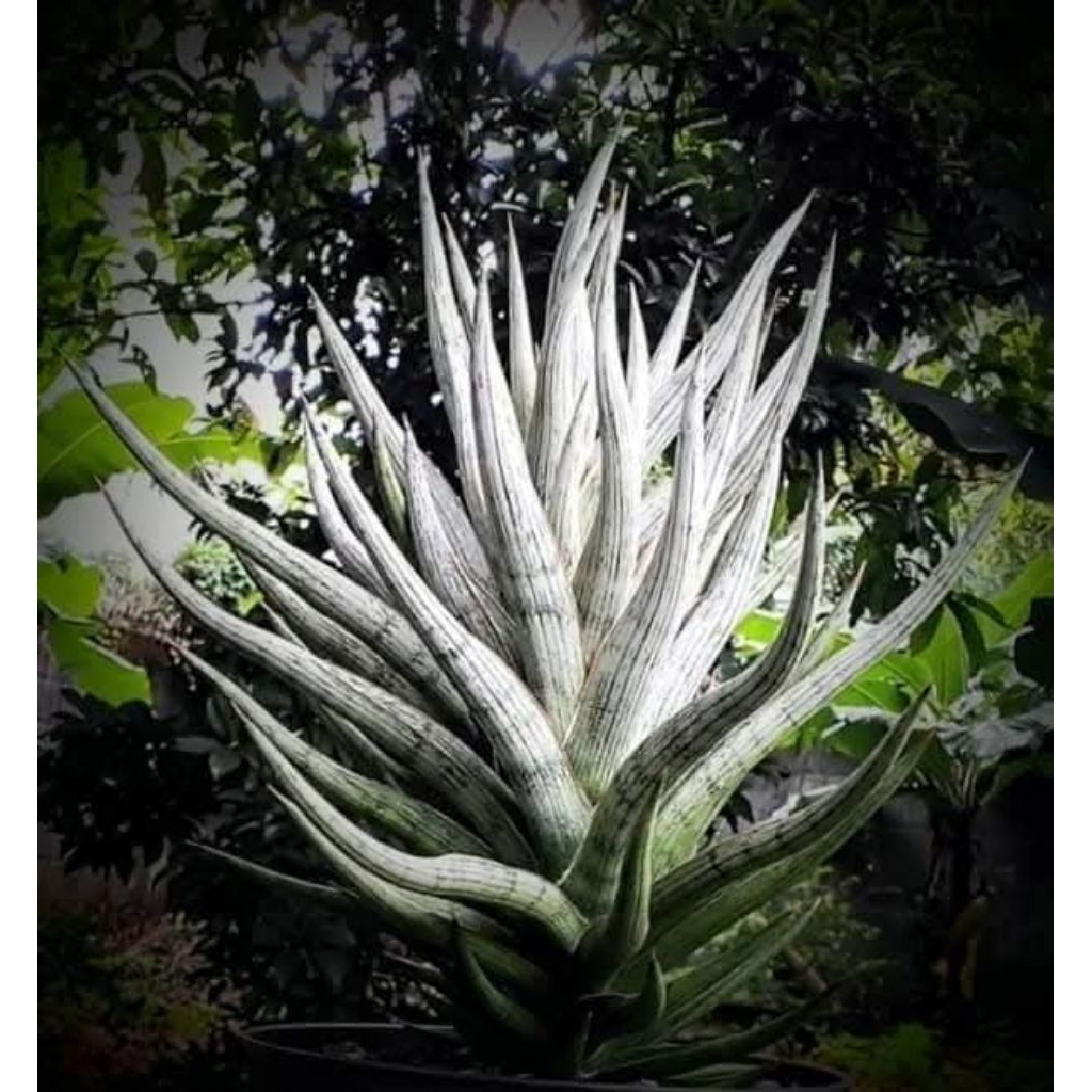 sansevieria hybrid mandalika