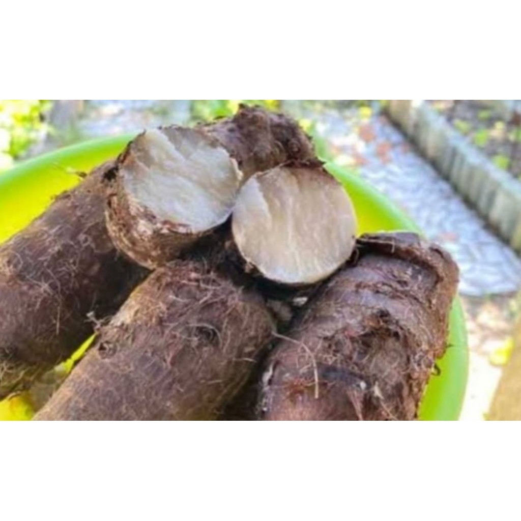 

Umbi talas Pulen 1 kg